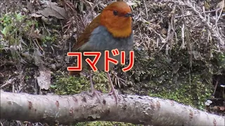 日本三鳴鳥のさえずり 2022 03 29