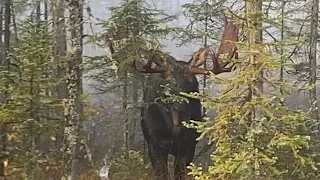 Northwestern Ontario Archery Moose Hunting See it to Believe it !!  Beauty Bull