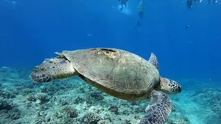 Turtles and You ~ Oahu Turtle Snorkeling