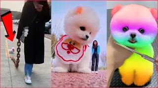[Tiktok] Funny and Cute Pomeranian dog #46 #Shorts