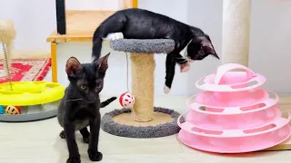 Adorable Cosmo and ORIO are very busy with their play! They have fun all the time and play a lot.