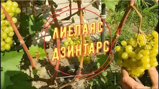 Лиепаяс Дзинтарс  Обзор сортов виноградника Вадима Точилина