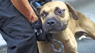 ASPCA Video: Abused Dog Fighting Victims, One Year Later