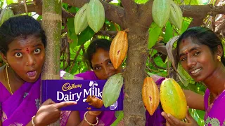 சாக்லேட் மரத்தில் சாக்லேட் பழம் வேட்டை| Dark Chocolate Making With Fresh Coco Fruit | Cocoa Tree