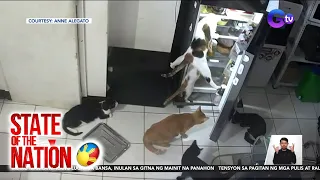 Ulam-heist ng mga alagang pusa, na-hulicam | SONA