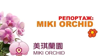 орхидеи фермы MIKI ORCHID пять самых интересных фактов !