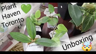 Plant Haven Toronto Unboxing [Hoyas & Philodendrons]