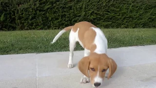 Snoopy - The Beagle Puppy Barking For The First Time