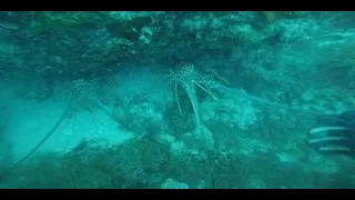 July Spearfishing - Lobster Catching and Grouper Shooting