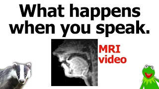 An Introduction to the Vocal Organs – with MRI video