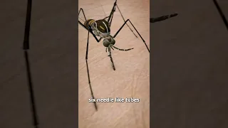 How Mosquitos Suck Your Blood 😨 (yikes)