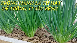 Cách Trồng Hành Lá Bằng Hạt | Trồng Một Lần Thu Hoạch Quanh Năm | Phan Đức #165