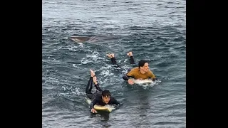 Surfers escape "member of Great White family" near Bells Beach!