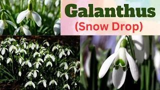 Galanthus || Snowdrop || All About Snowdrop Flower || Galanthus Phool