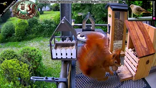 Highlight: Vogel- und Eichhörnchen-Beobachtung - Bird-Watch - Viel Spaß beim Beobachten!