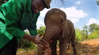 GoPro: Orphan Elephants From Kenya