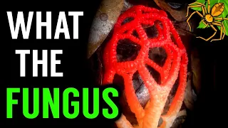 The WEIRD World of STINKHORN Mushrooms!