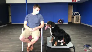 Enzo’s Owners Testimonial | Bernese Mountain Dog