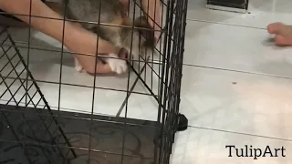 EPS12 - Rescue baby kitten is stuck in the neck in the cage net🙀