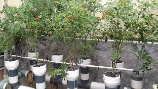 Hydroponic farming ~ Growing mini tomatoes use Dutch bucket hydroponic system