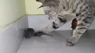 CAT VS MOUSE SEASON 2 | CAT EATS MOUSE ALIVE | RAT EATEN BY CAT PART 2