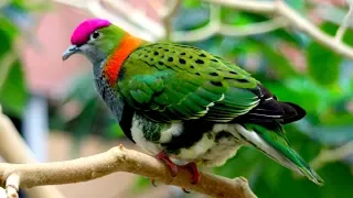চমৎকার ১০ কবুতর | Top 10 Most Beautiful Pigeons | Colorful Birds Part-2 | Stunningly Beautiful Birds
