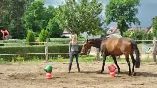 ClickerSchule.de - Pferd läuft "Goldenes Ei" aus Chicken Camp Modul 2