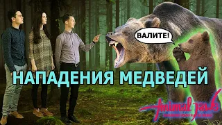 Нападения медведей на людей: особенности и реальные случаи