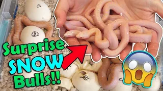 Baby Ghost Bullsnakes Hatching! (with surprise snows!)