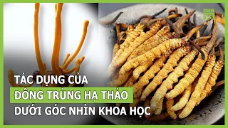 Những tác dụng của đông trùng hạ thảo dưới góc nhìn khoa học | VTC16