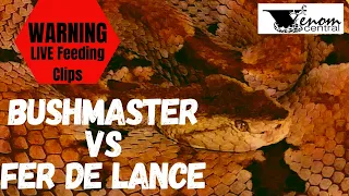 2 of Brazil's Deadliest Pit Vipers | Bushmaster vs Fer de lance