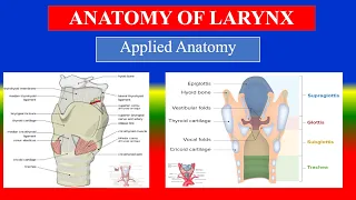ANATOMY OF LARYNX - Respiratory System - Applied Anatomy  for Nursing
