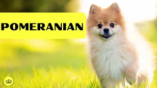 Embark on the Wonderful World of Pomeranians