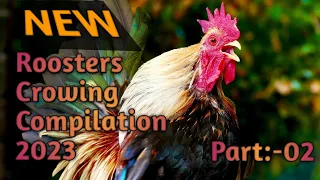 Rooster Crowing Compilation 2023 || Natural Rooster Crowing Sound Effects Part:-02