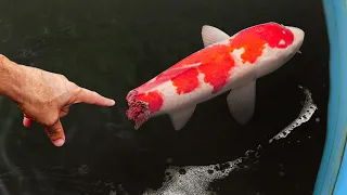 SAVING Colorful Fish From Black Tar Water