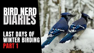 The Last Days of Winter Birding | Bird Nerd Diaries