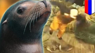 Sea lion attacks Russian fishermen and bites dog after being caught in their net