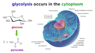 Cellular Respiration Part 1: Glycolysis