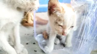 There are many cats in the pagoda.