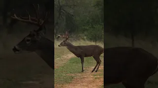 Big Buck vs 6.5mm Creedmoor