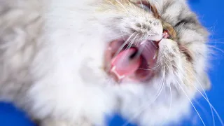 Ferocious CATIGER  came to my pet shop!😻🛁✂️❤️