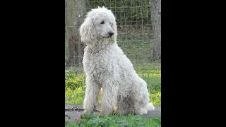 Happier times - Our original "pack o'poodles"  - Ginny, Princeton, Sammy, Charlie, Princess