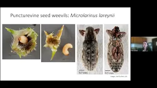 IPM Hour - Puncturevine Weevils: Overwintering Biology and Biocontrol Performance - August 2023