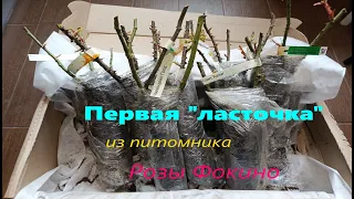 Первая  "ласточка"  из питомника Розы Фокино