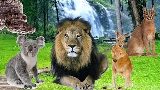 Amazing Sounds of Familiar Animals Around Us: Lion, Dumerils Boa, Caracal, Koala - Animal Moments