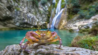 Descubriendo el increíble mundo de los cangrejos. 4K