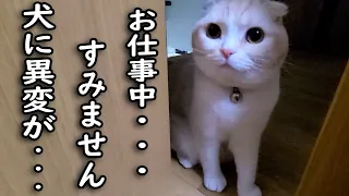 深夜に猫が異変を感じ何かを伝えにきたのでついて行くと...