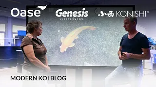 Modern Koi Blog #5368 - So können sich Glubschaugen bei Koi zurückbilden