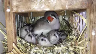 Feeding Zebra Finch!