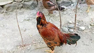 Amazing Rooster Meeting Fastly Hen || Village Animals ||